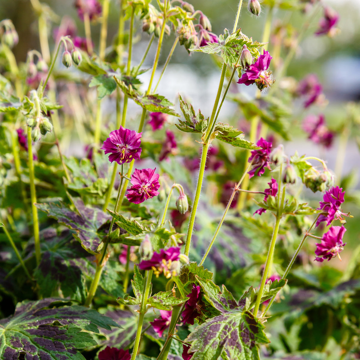 Géranium brun Samobor - Geranium phaeum samobor - Bakker