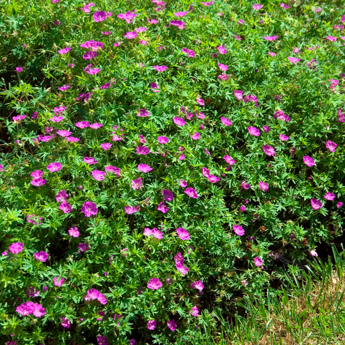Géranium vivace sanguin Compactum - Geranium sanguineum compactum - Bakker