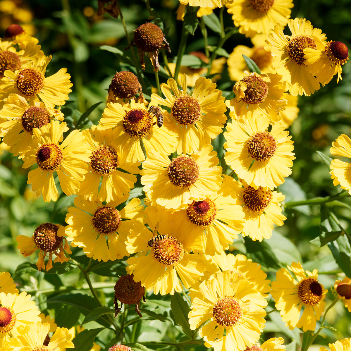 Hélénie d'automne Pumilum Magnificum - Helenium autumnale Pumilum Magnificum - Bakker