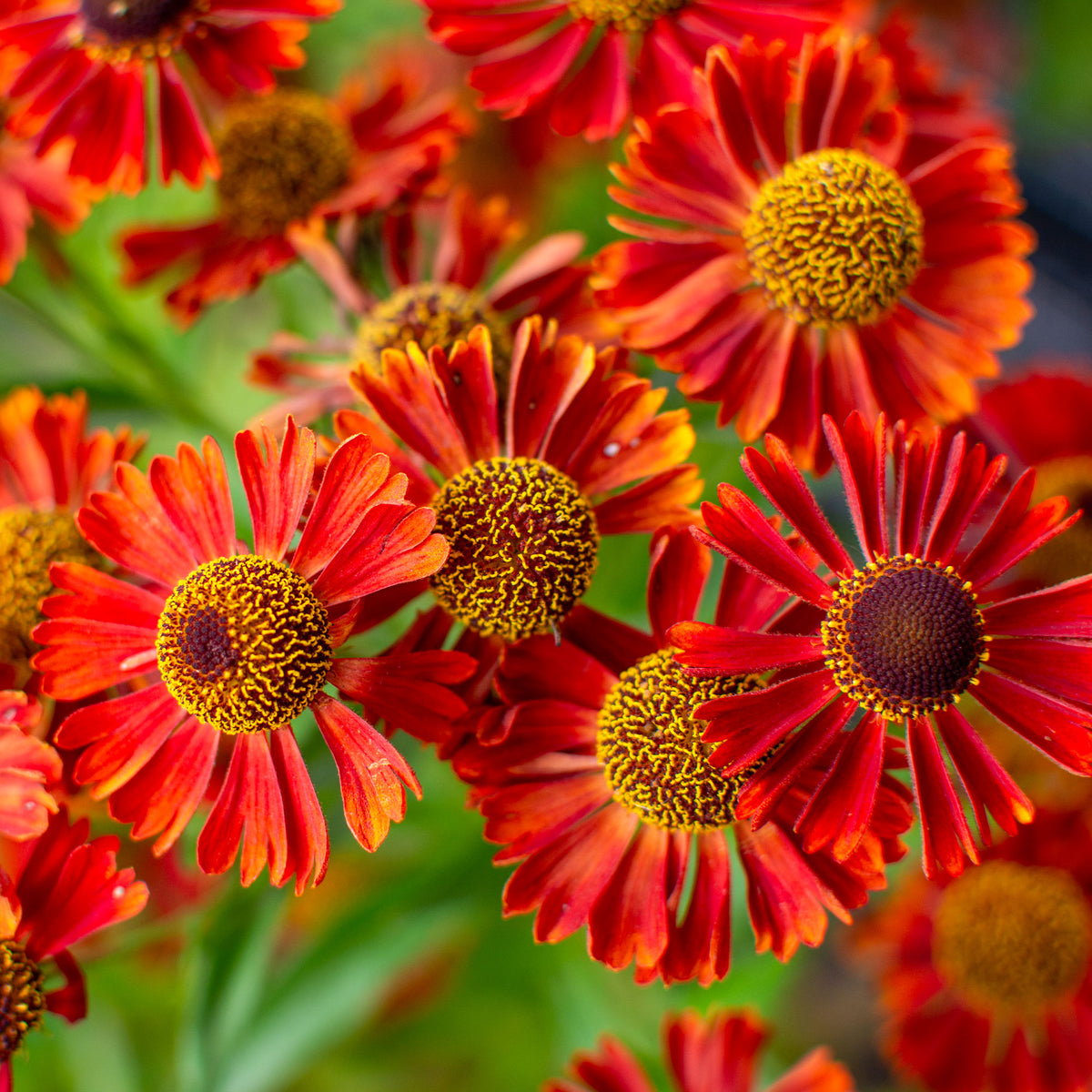 Hélénie Rubinzwerg - Helenium rubinzwerg - Bakker