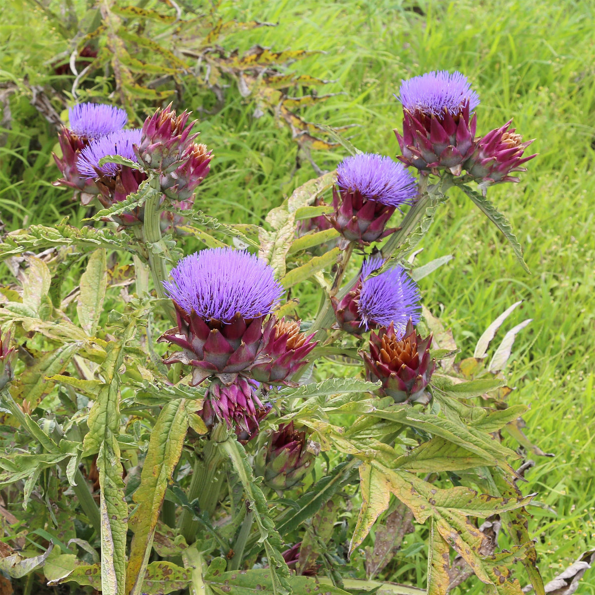 Cynara scolymus - Artichaut - Artichauts