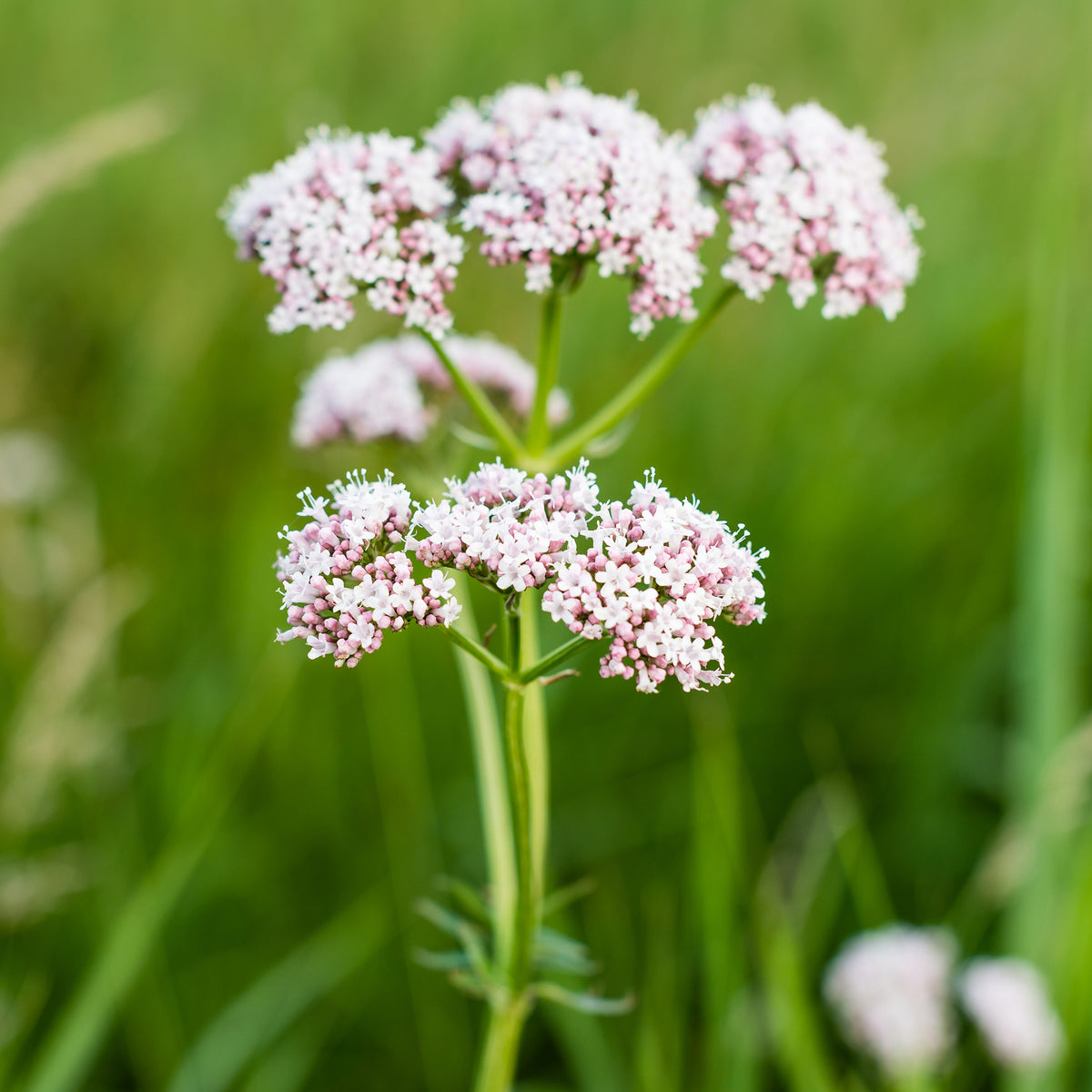 Valériane officinale - Bakker