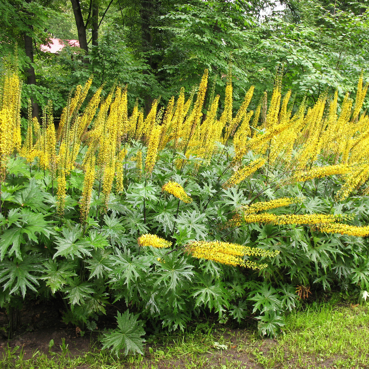 Ligulaire de Chine - Ligularia przewalskii - Bakker