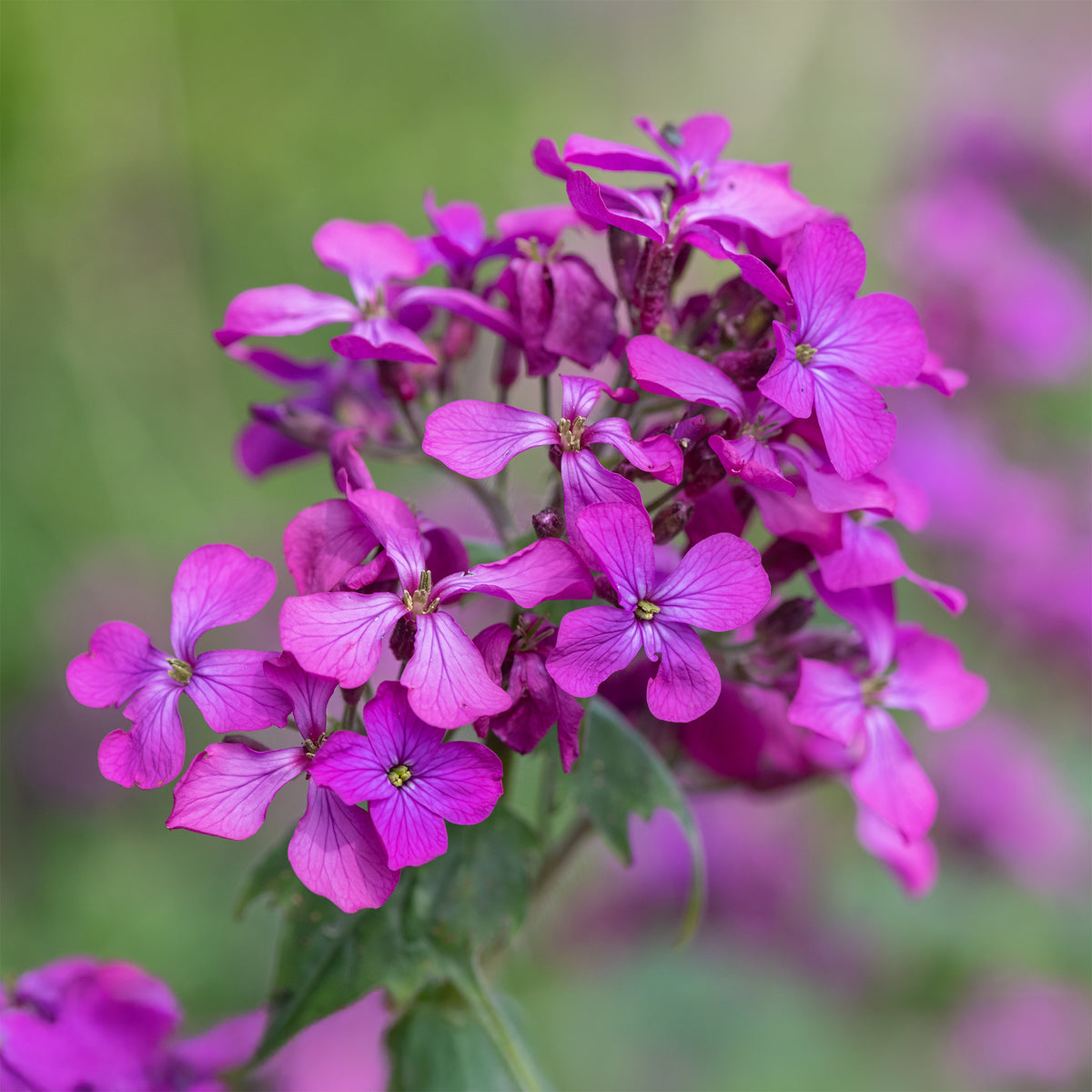 Plantes vivaces - Monnaie du pape - Lunaria annua