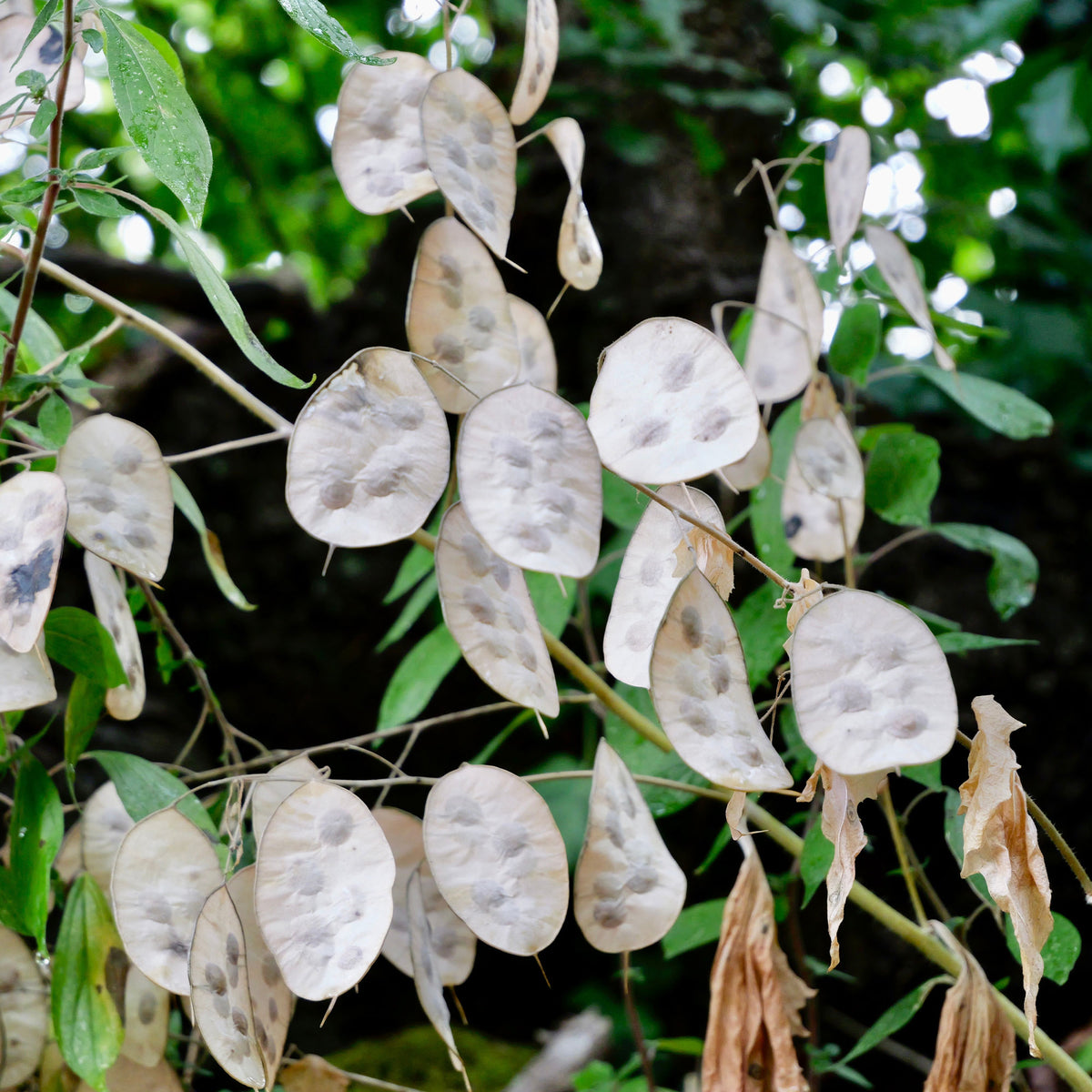 Lunaria annua - Monnaie du pape - Plantes vivaces