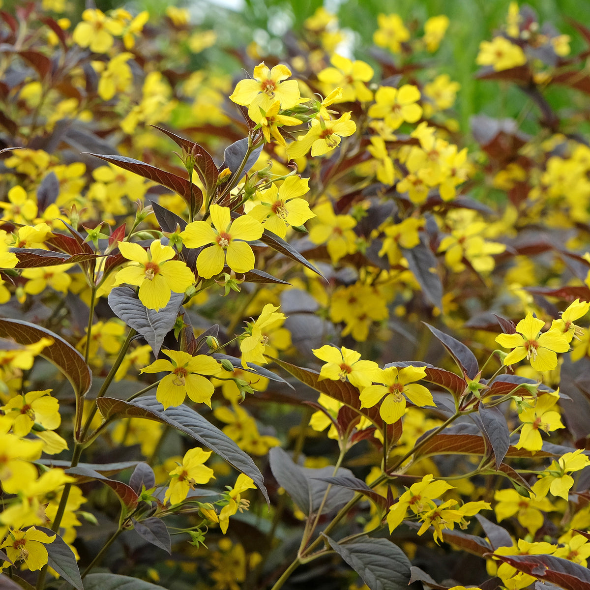 Lysimaque ciliée Firecracker - Lysimachia ciliata Firecracker - Bakker