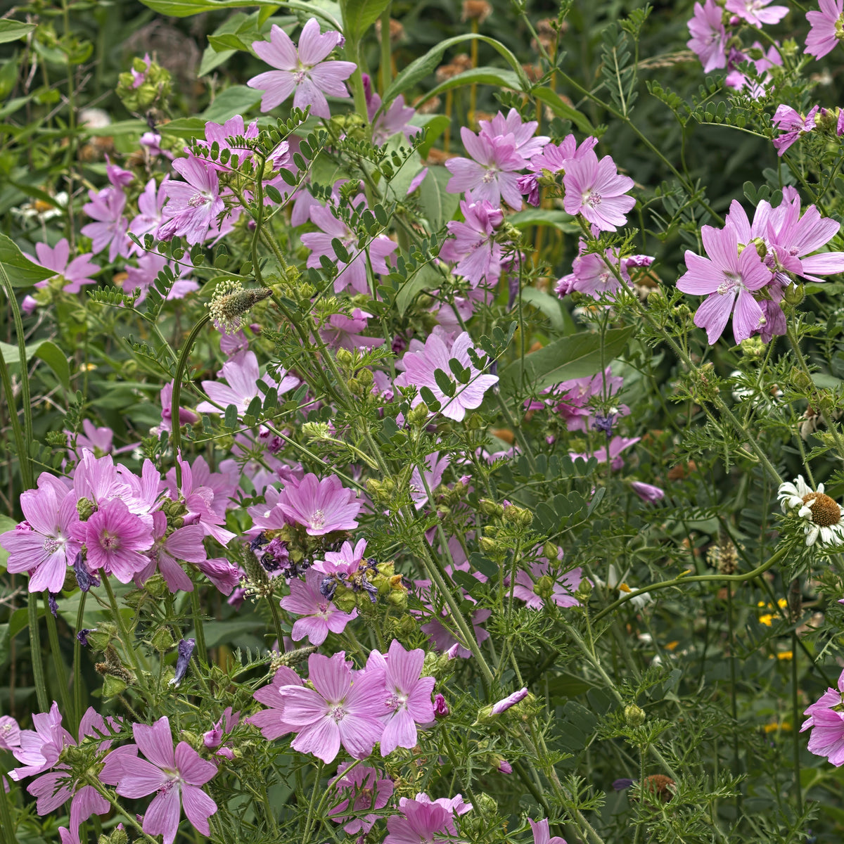 Mauve musquée Rosea - Bakker