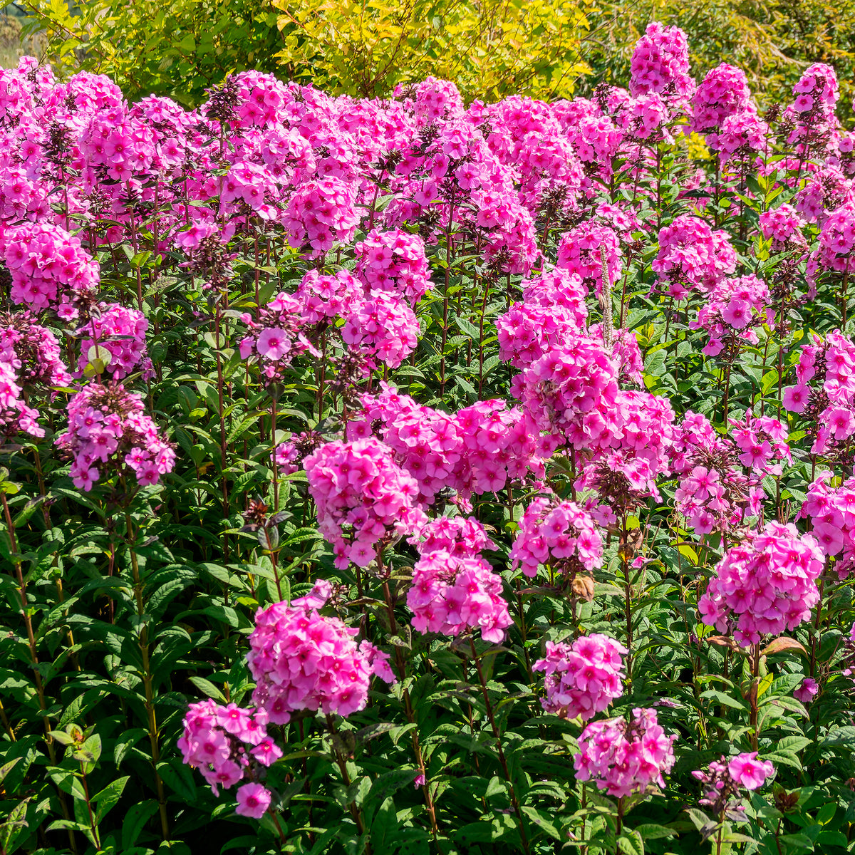 Phlox paniculé Eva Cullum - Phlox paniculata Eva Cullum - Bakker