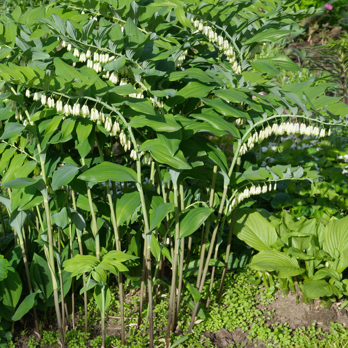 Polygonatum multiflorum - Sceau de Salomon - Plantes vivaces