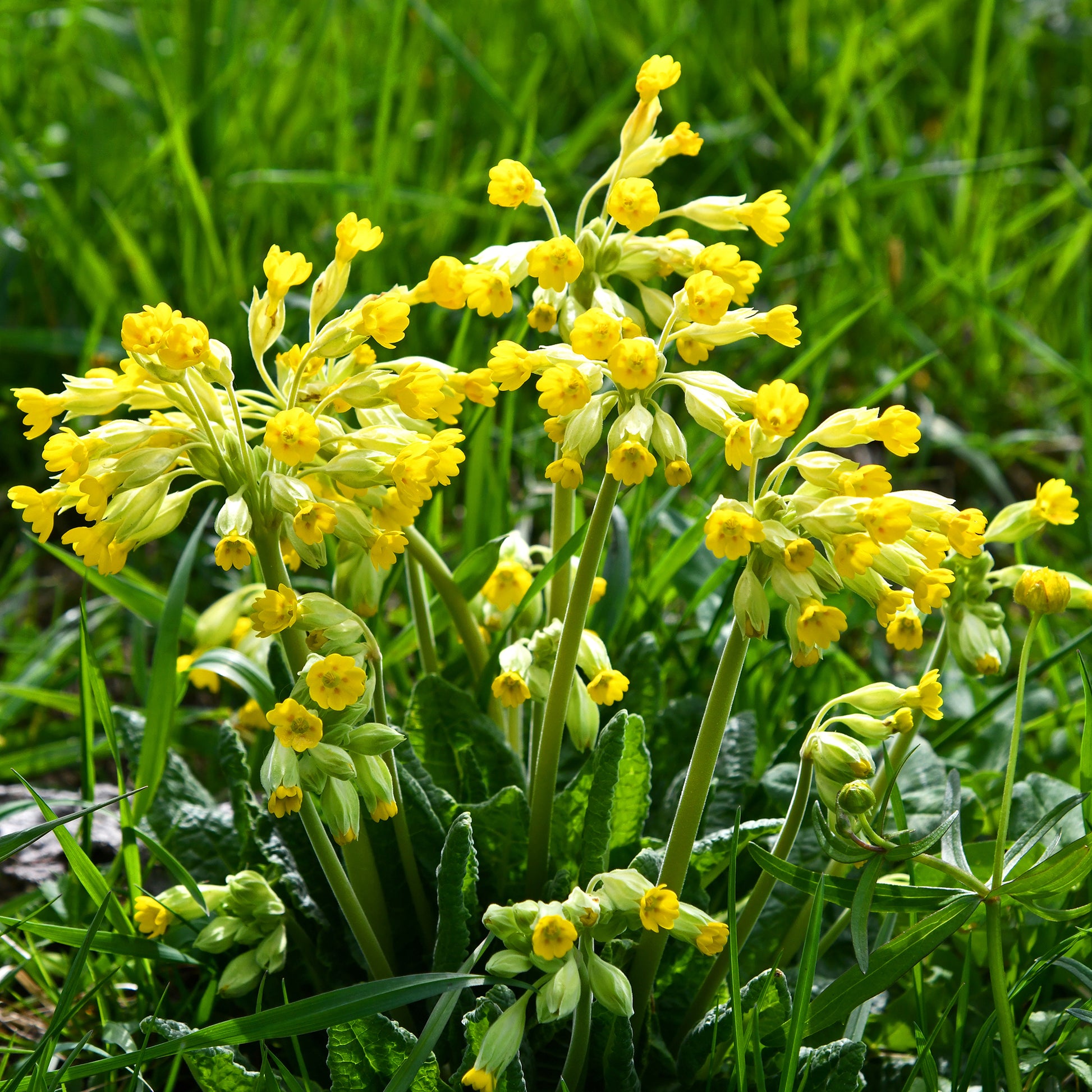 Vente Primevère officinale Coucou - Primula veris
