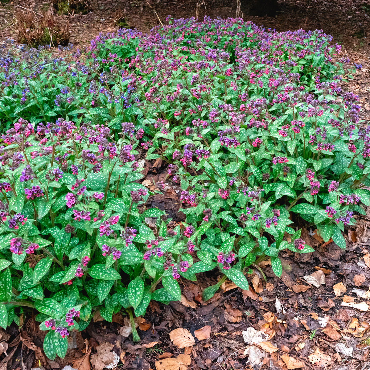 Pulmonaire officinale - Bakker