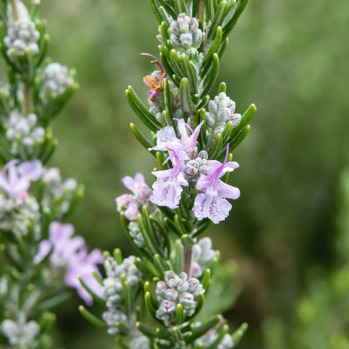 Romarin officinal Majorca Pink - Rosmarinus officinalis majorca pink - Bakker