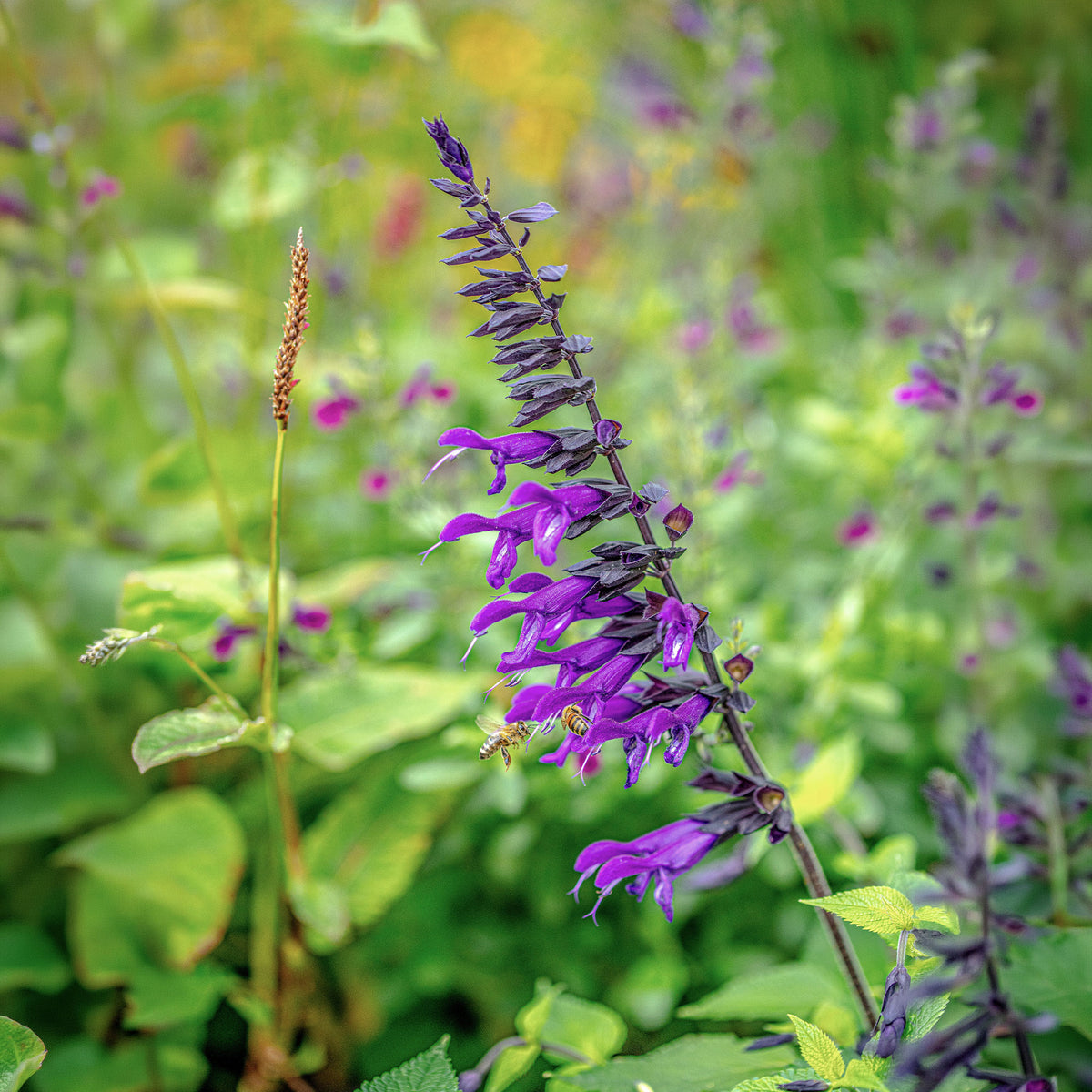 Vente Sauge Amistad - Salvia Amistad