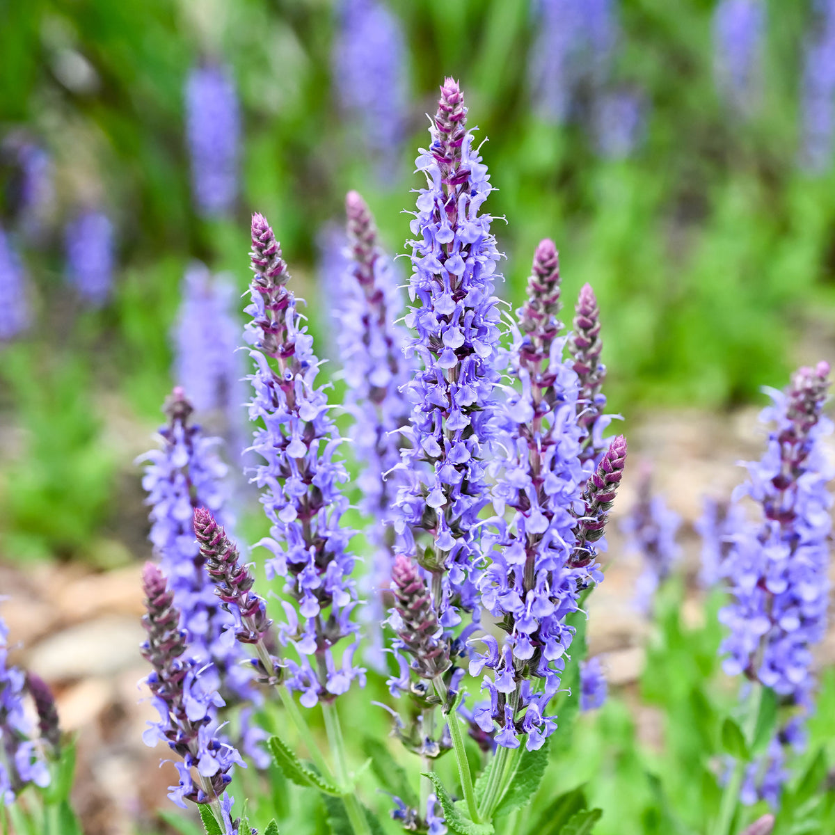 Salvia nemorosa blauhügel - Sauge des bois Blauhügel - Sauges
