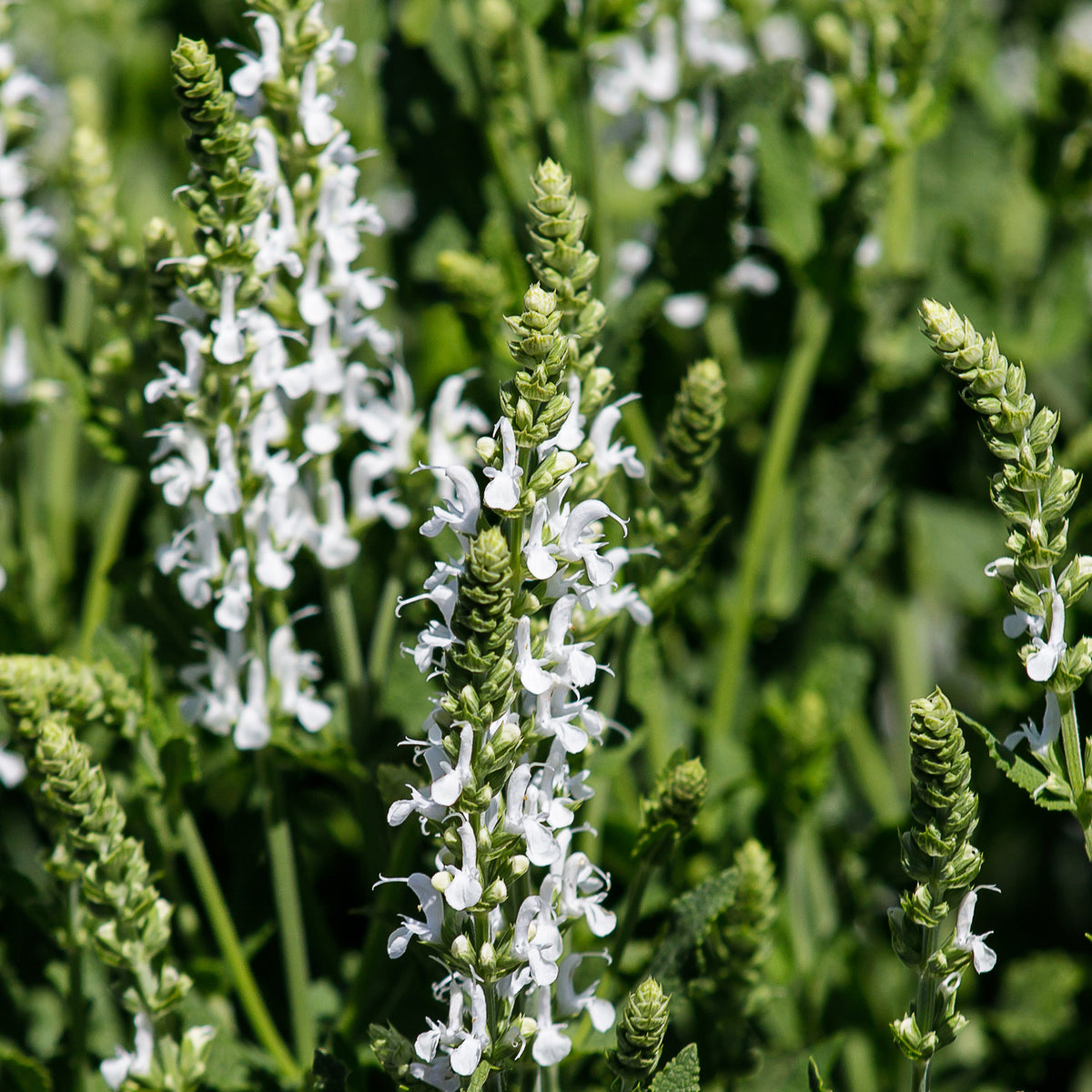 Sauge des prés Swan Lake - Salvia pratensis swan lake ( ballet series ) - Bakker
