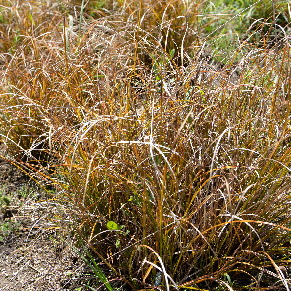 Carex testacea - Laîche orange - Carex - Carex