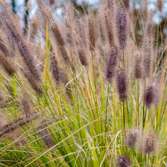 Herbe aux écouvillons Black Beauty - Pennisetum - Bakker