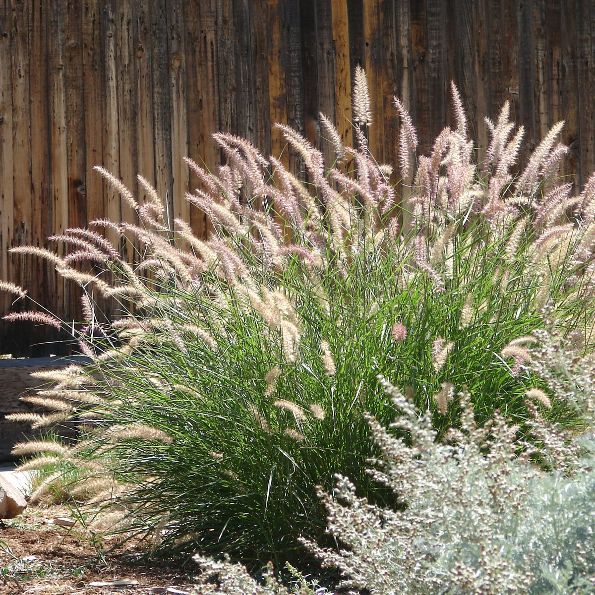 Molinia caerulea, Pennisetum orientale, Astrantia major, Scabiosa caucasica,Verbena bonariensis - 5 Vivaces roses et mauves - Plantes vivaces
