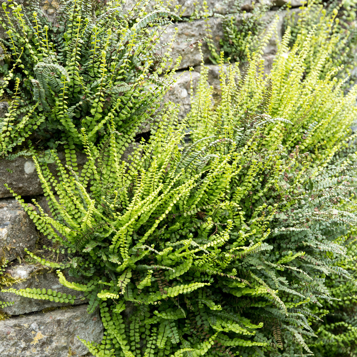 Asplenium trichomanes - Fausse-Capillaire - Fougères