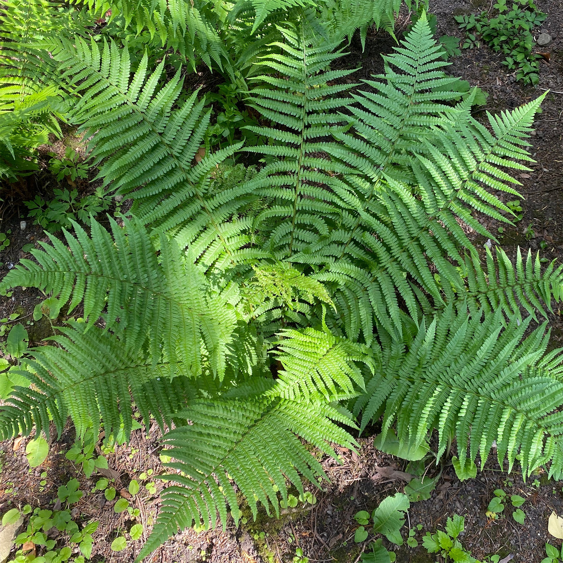 Fougère mâle - Dryopteris filix-mas - Bakker