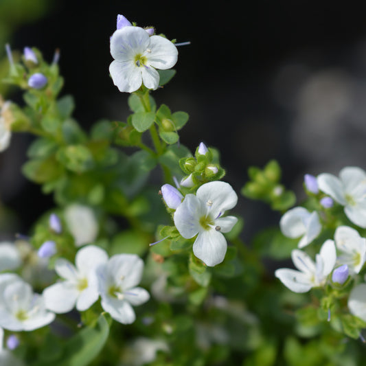 Véronique rampante - Bakker