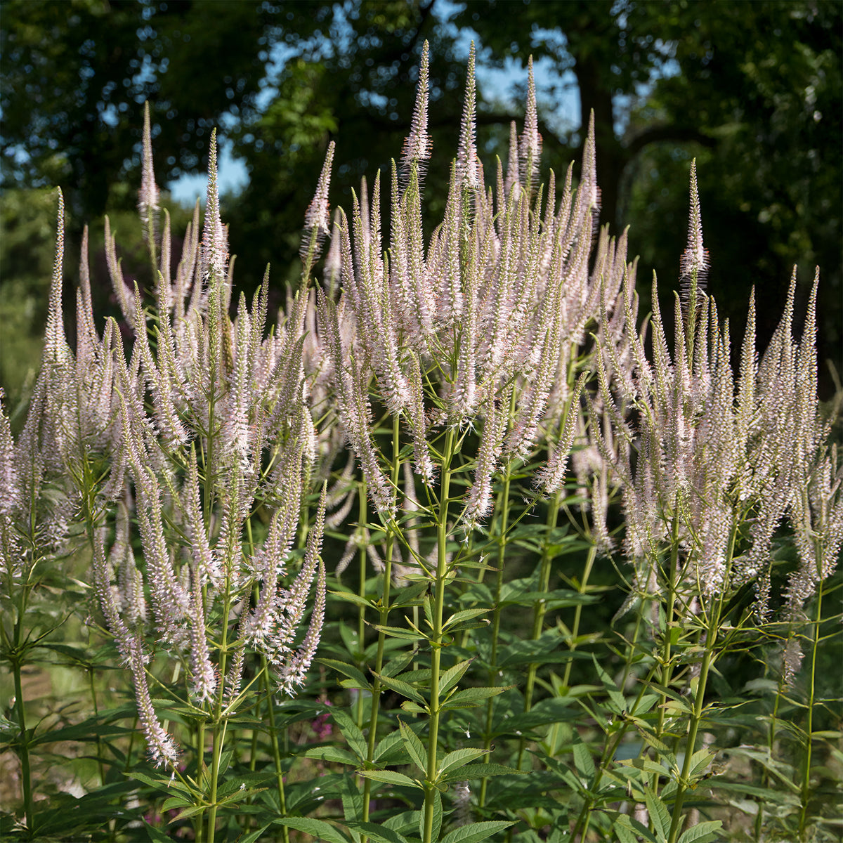 Véronique de Virginie Roseum - Veronicastrum virginicum roseum - Bakker