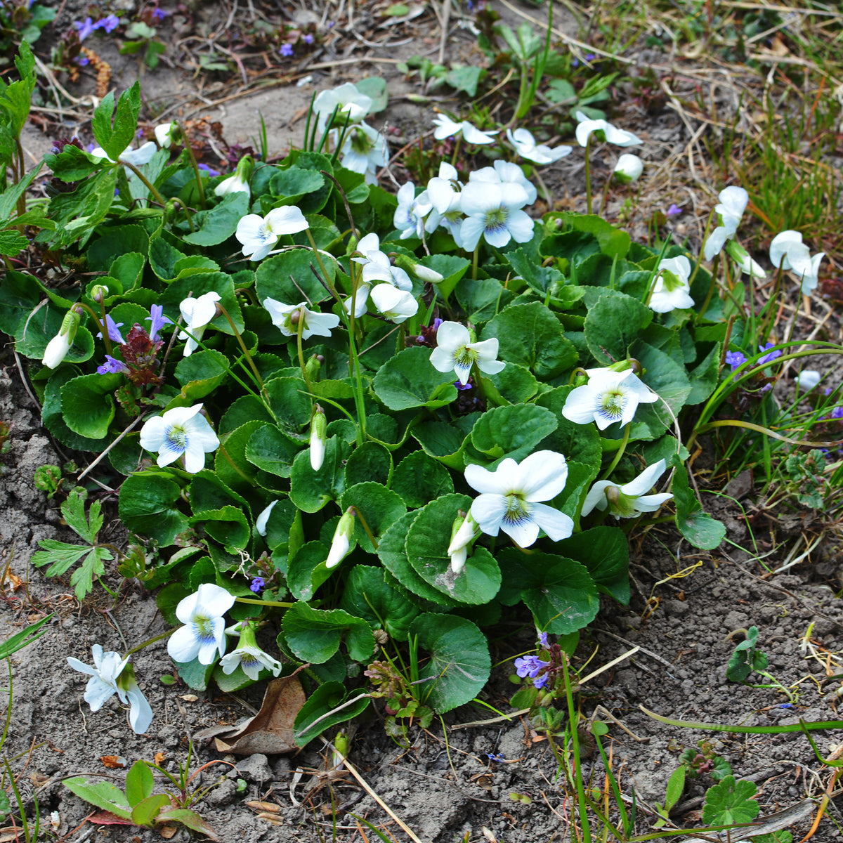 Viola odorata alba - Violette odorante blanche - Vivaces fleuries