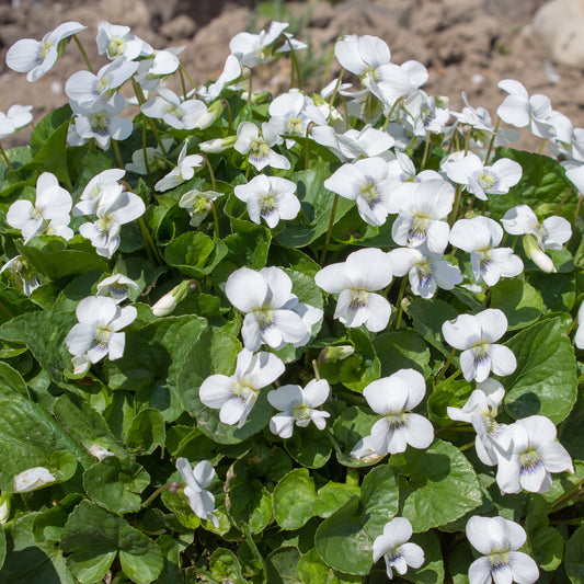 Violette odorante blanche - Bakker