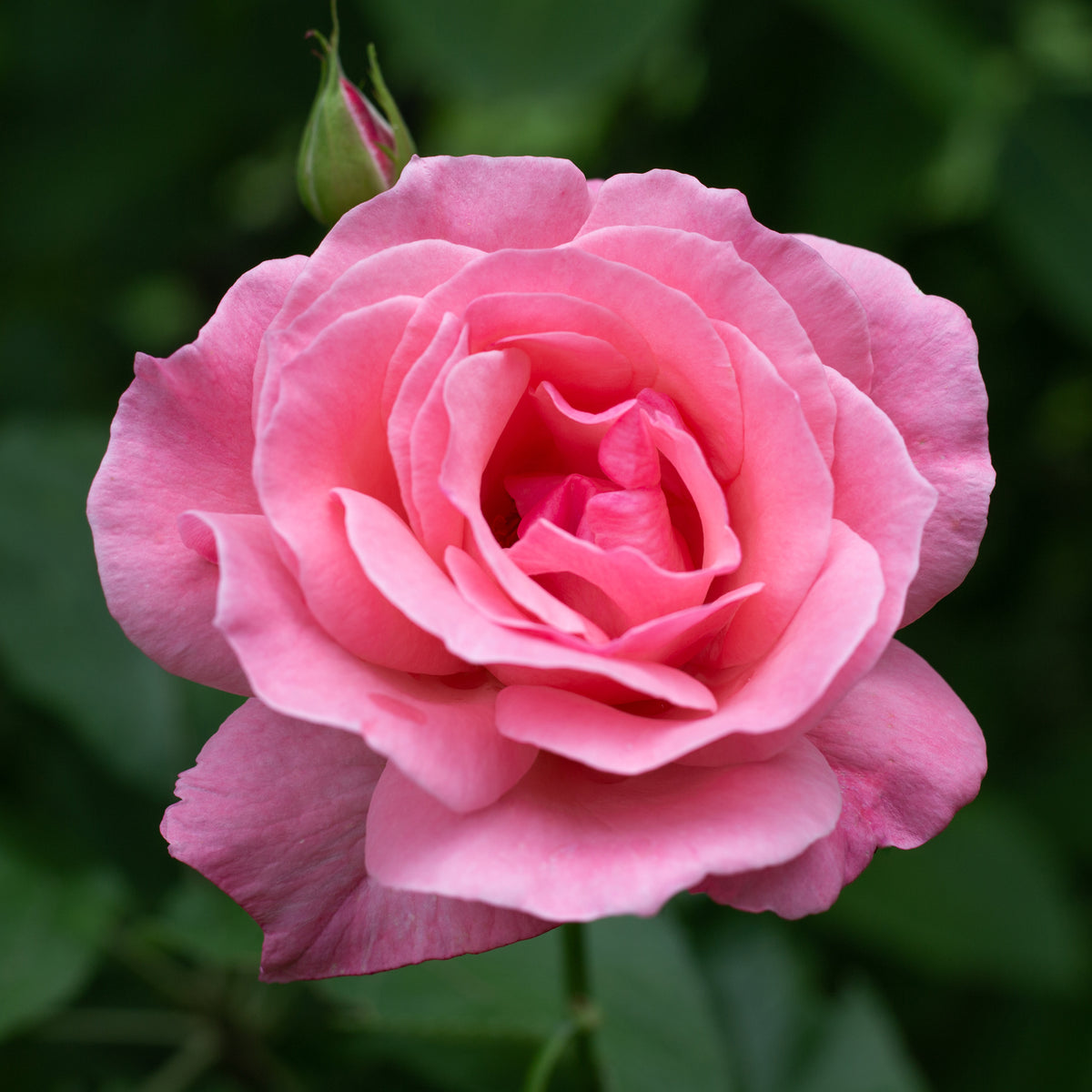 Rosa Queen Elisabeth - Rosier Queen Elisabeth - Rosiers
