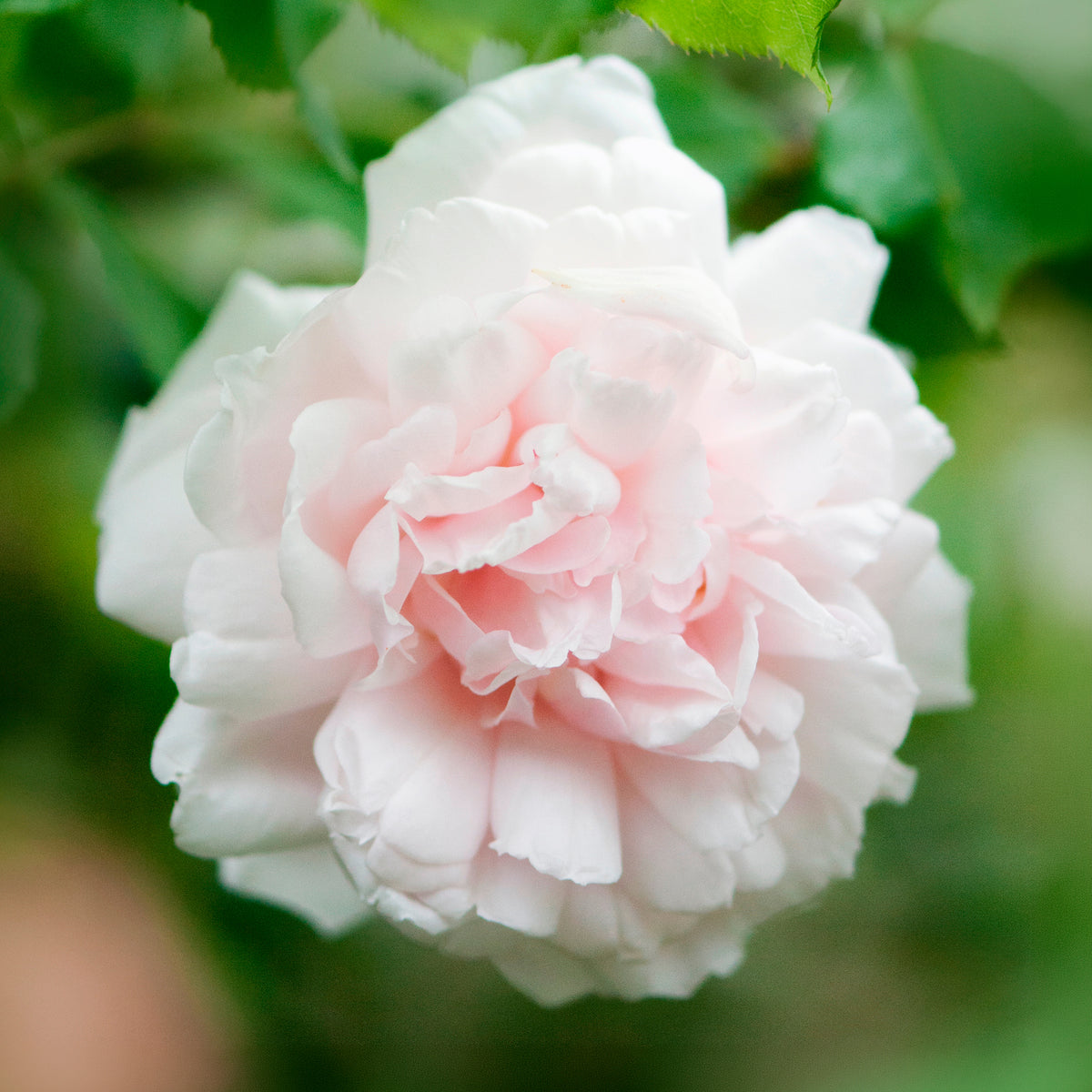 Rosa grimpant mme alfred carrière - Rosier grimpant Mme Alfred Carrière - Rosiers grimpants