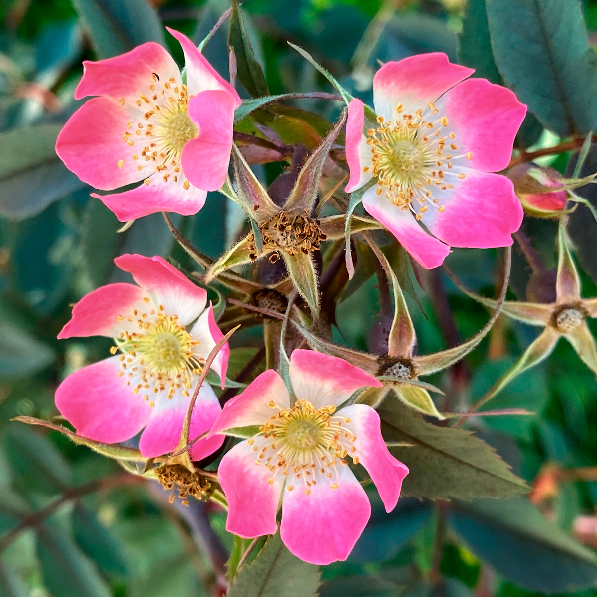 Vente Rosier Glauca - Rosa glauca