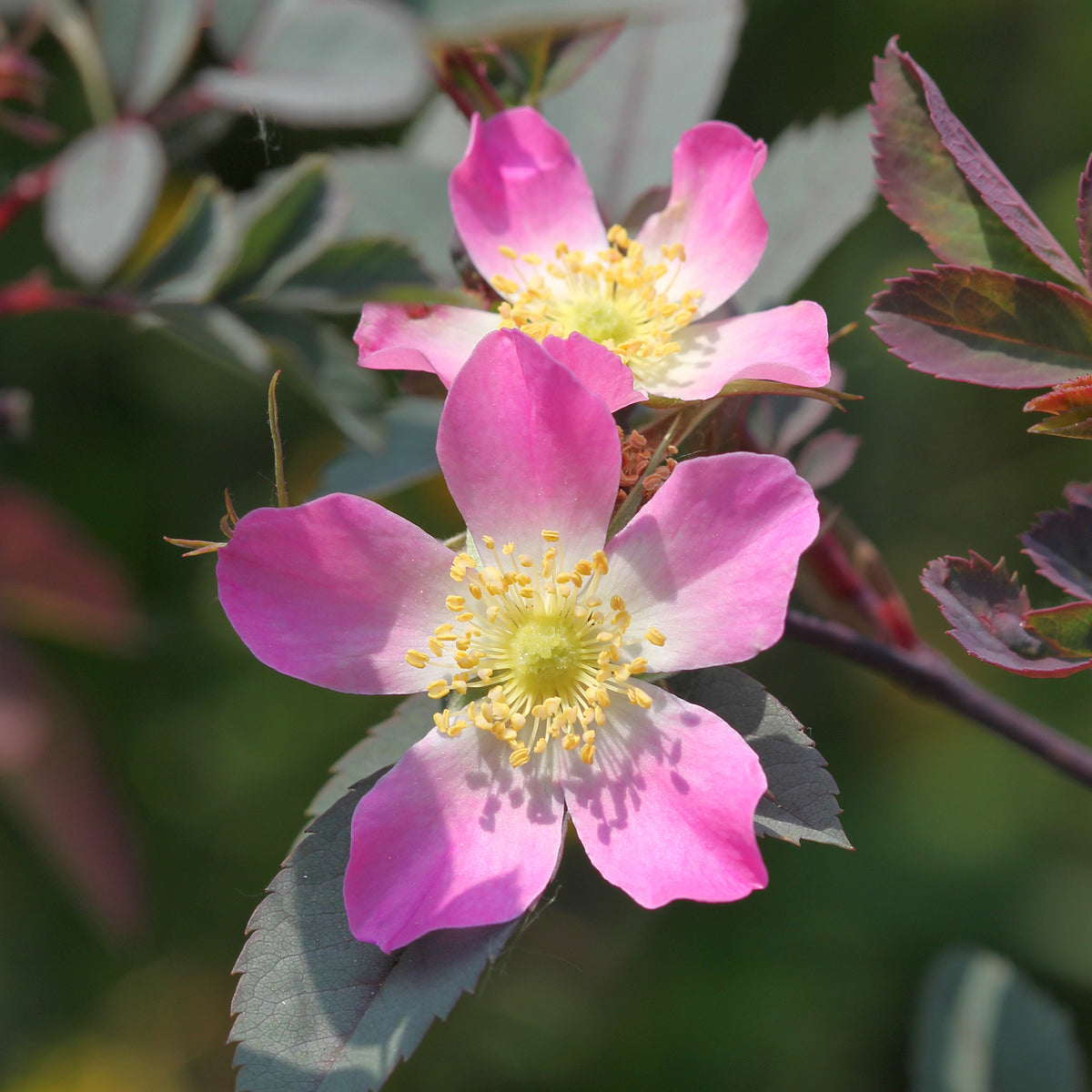 Rosiers - Rosier Glauca - Rosa glauca