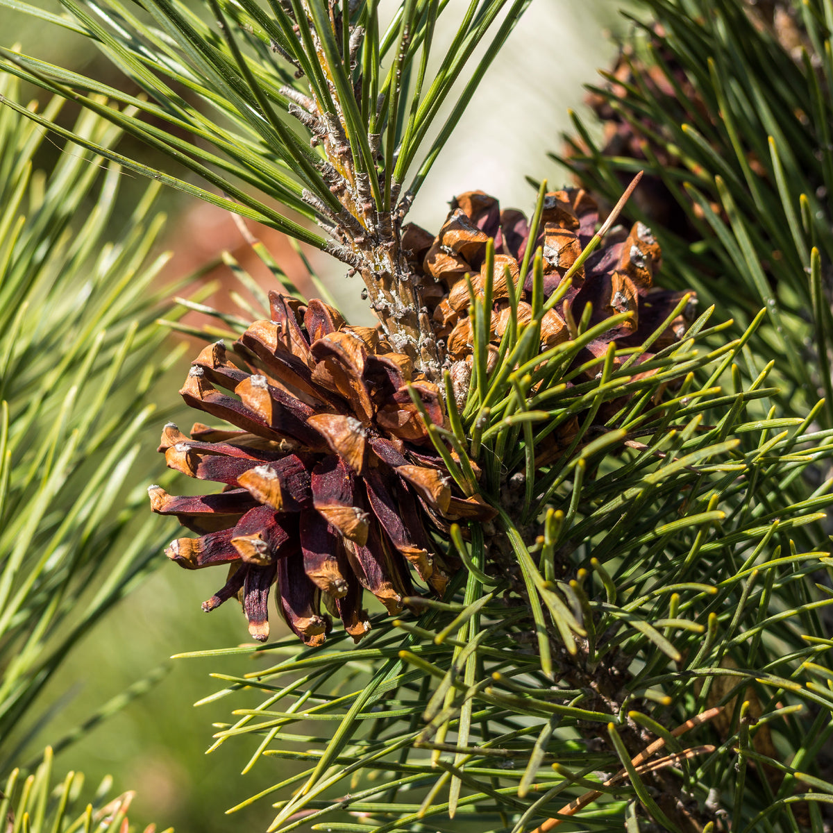 Vente Pin sylvestre - Pinus sylvestris