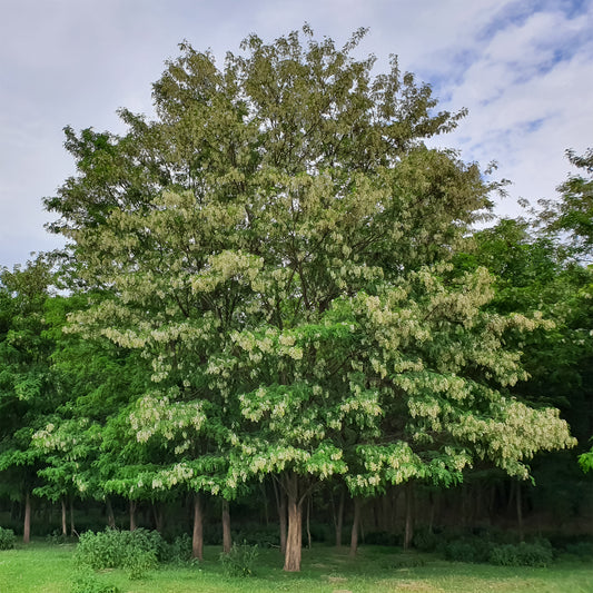 Robinier-faux-acacia - Bakker
