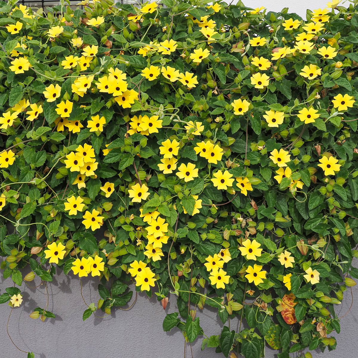 Thunbergia alata Sunny Susy® - Suzanne aux yeux noirs jaune - Plantes grimpantes