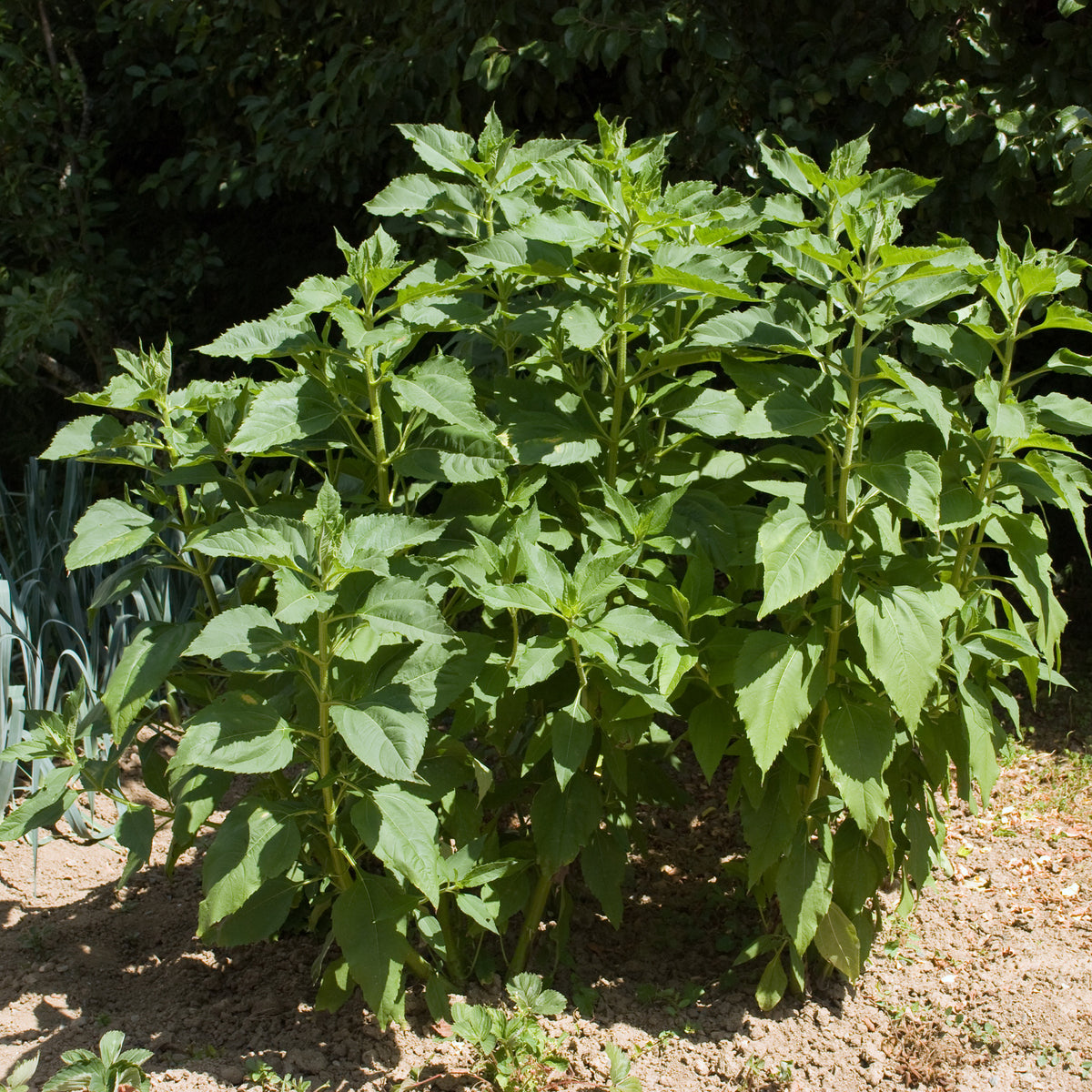 Helianthus tuberosus - 5 Topinambours Violets - Plants de pommes de terre