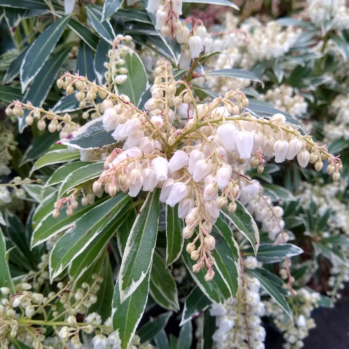 Plantes de terrasses et balcons - Andromède Flaming Silver - Pieris japonica Flaming Silver