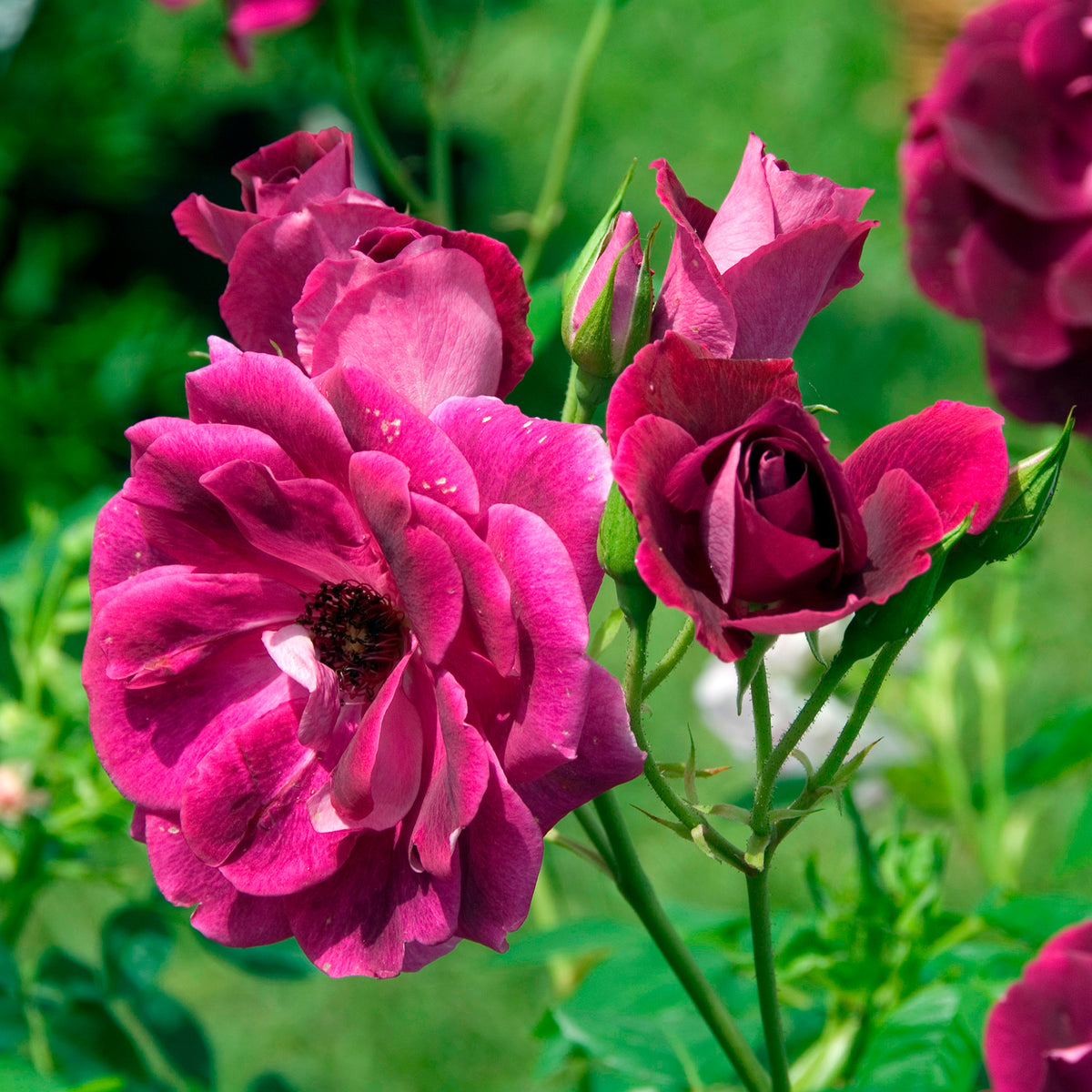 Rosier Burgundy Ice ® - Rosa burgundy ice ® - Bakker