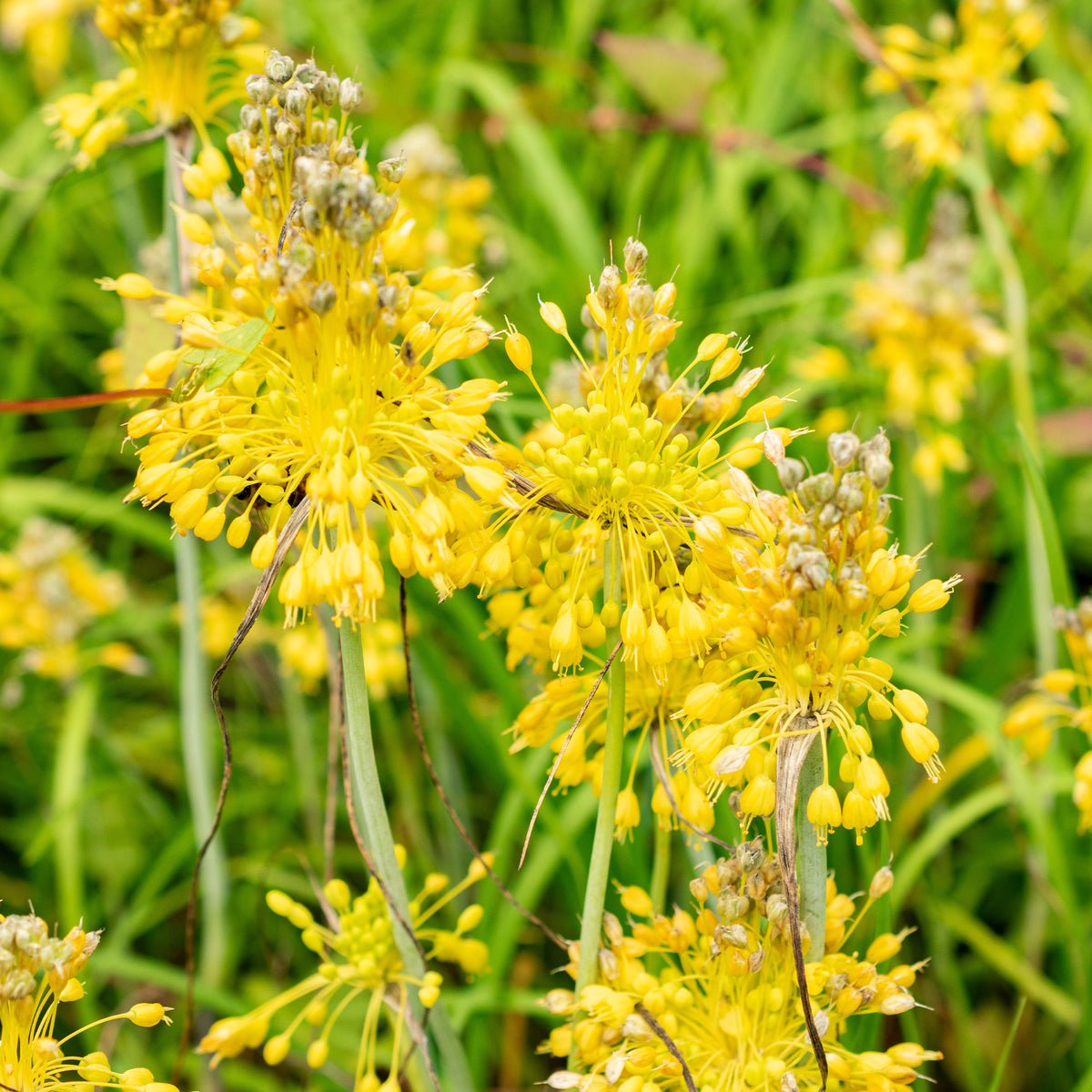 Ail jaune - Bakker