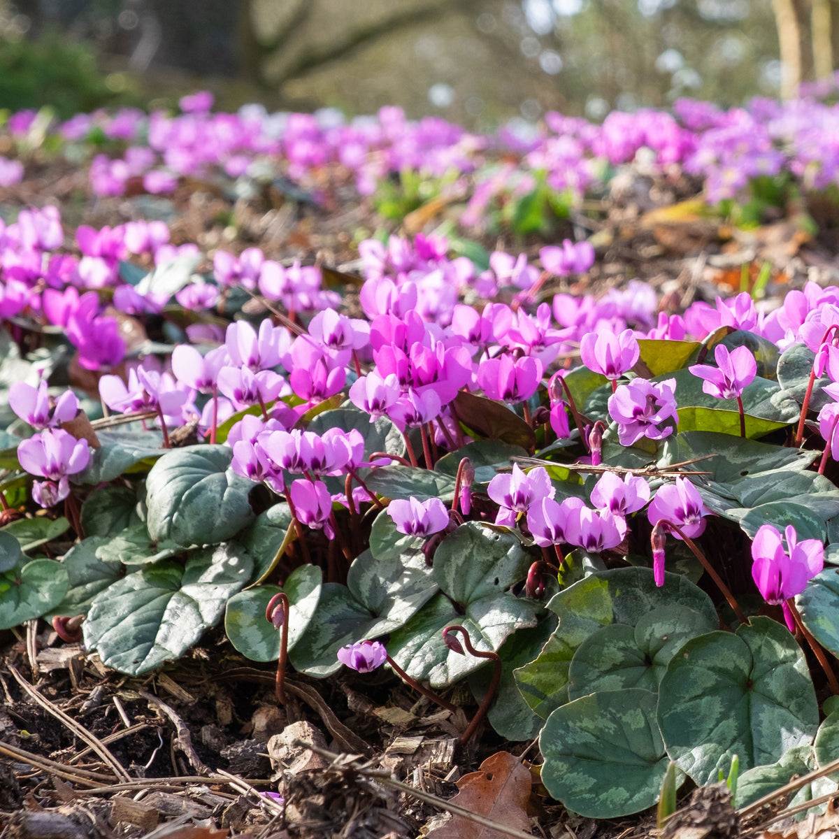 Cyclamen coum Rose - Bakker
