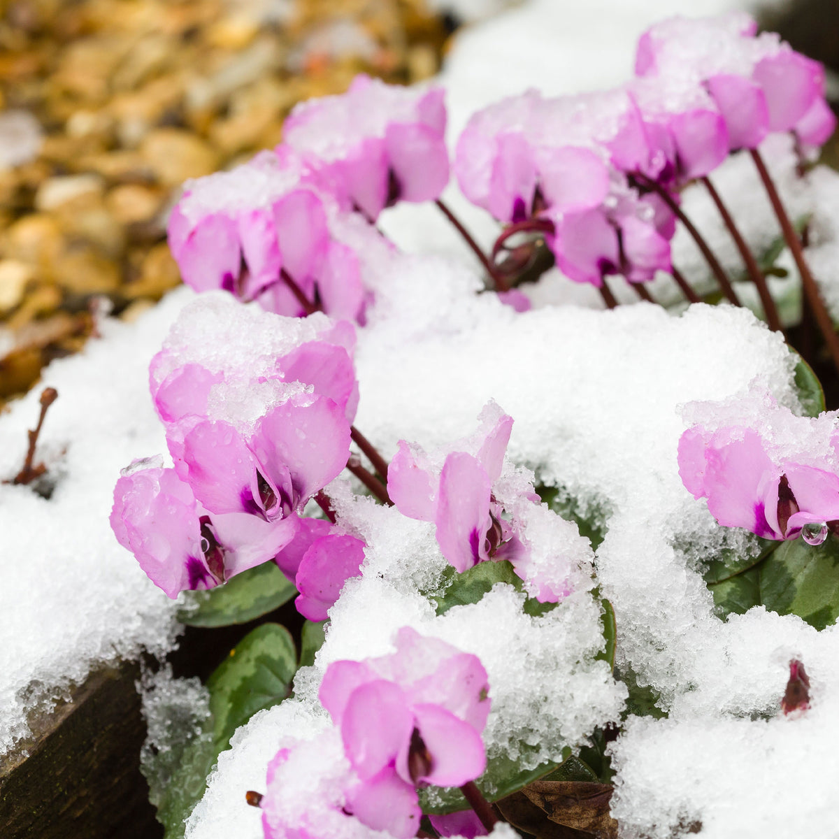 Vente Cyclamen coum Rose - Cyclamen coum
