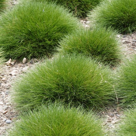 Fétuque crin d'ours - Bakker