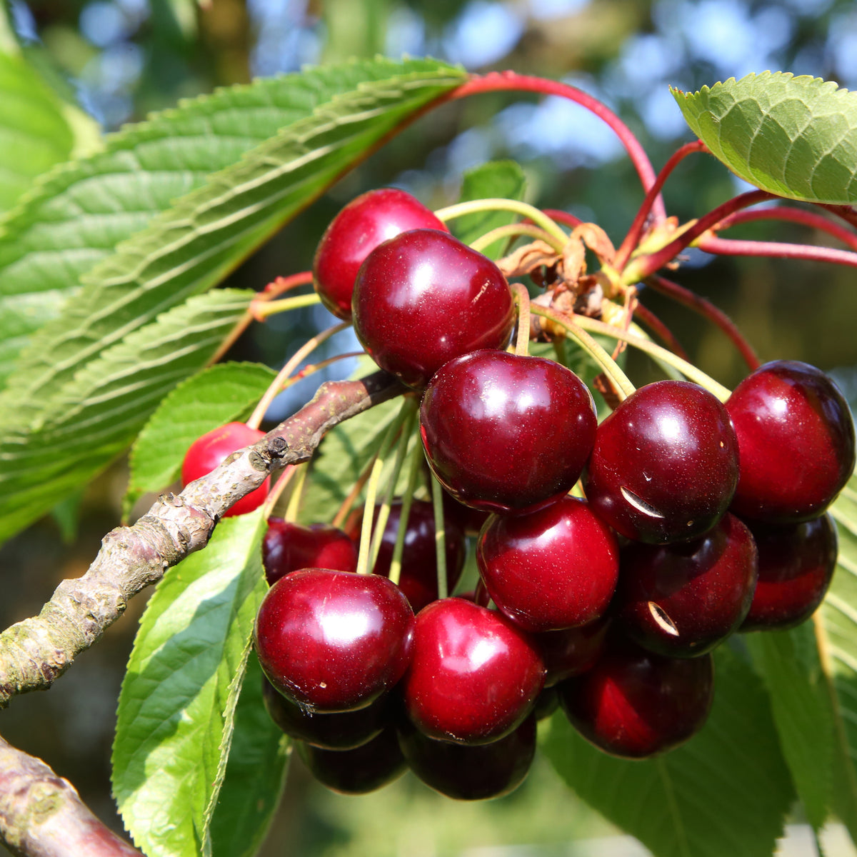 Prunus avium van, napoleon, burlat - Collection de 3 mini-Cerisiers : Burlat, Van, Napoléon - Cerisiers