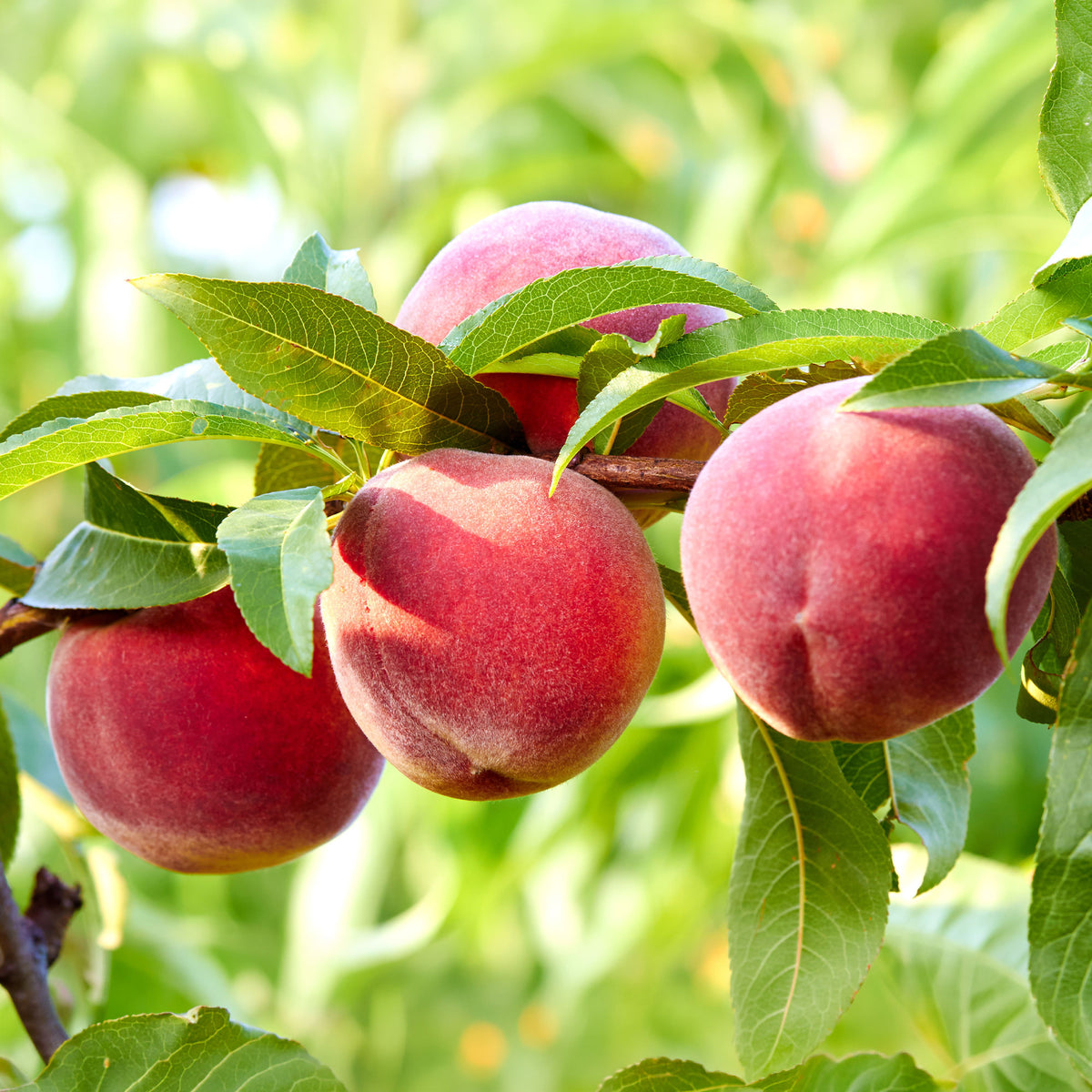 Vente Pêcher Suncrest - Prunus persica suncrest