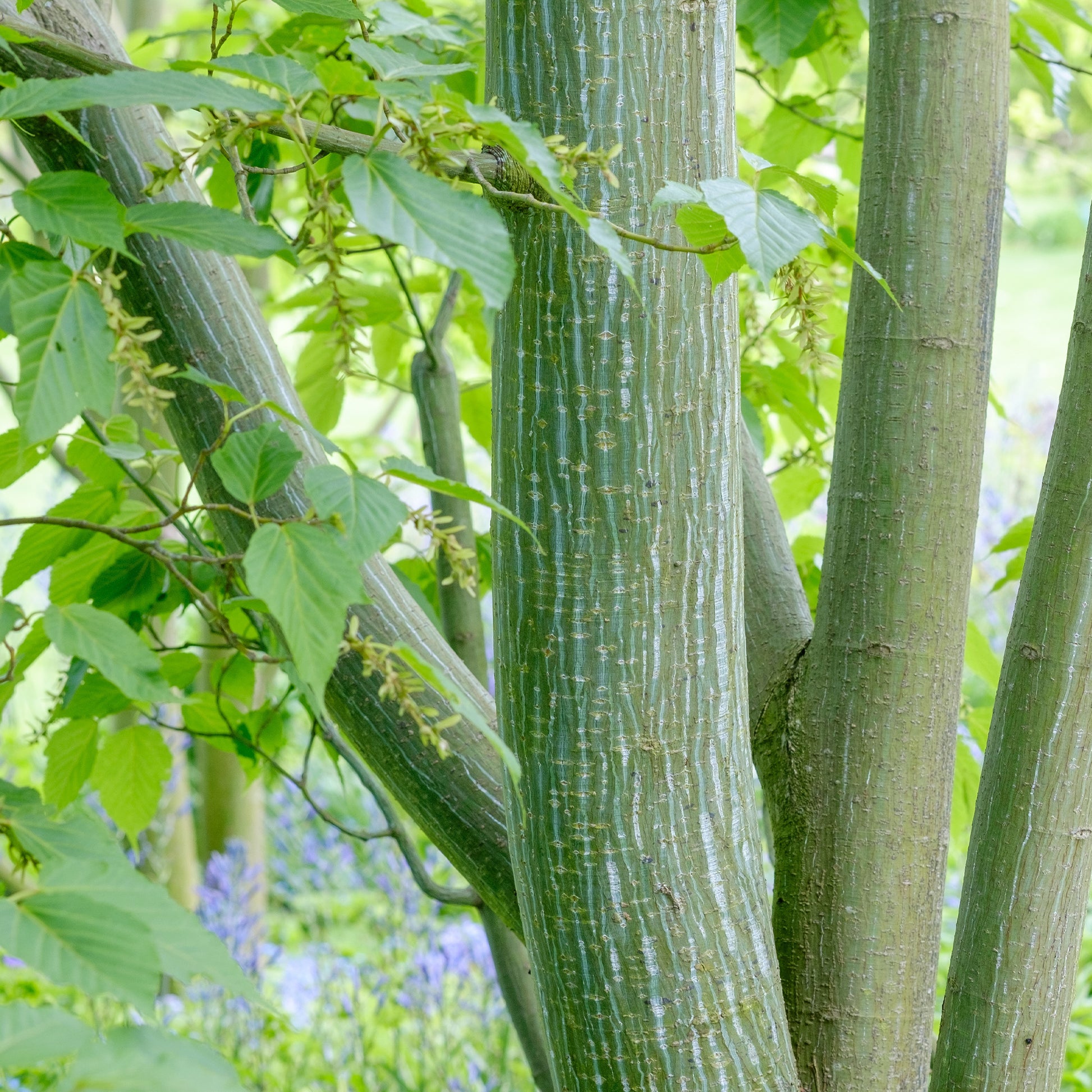 Acer davidii - Erable du père David - Érable
