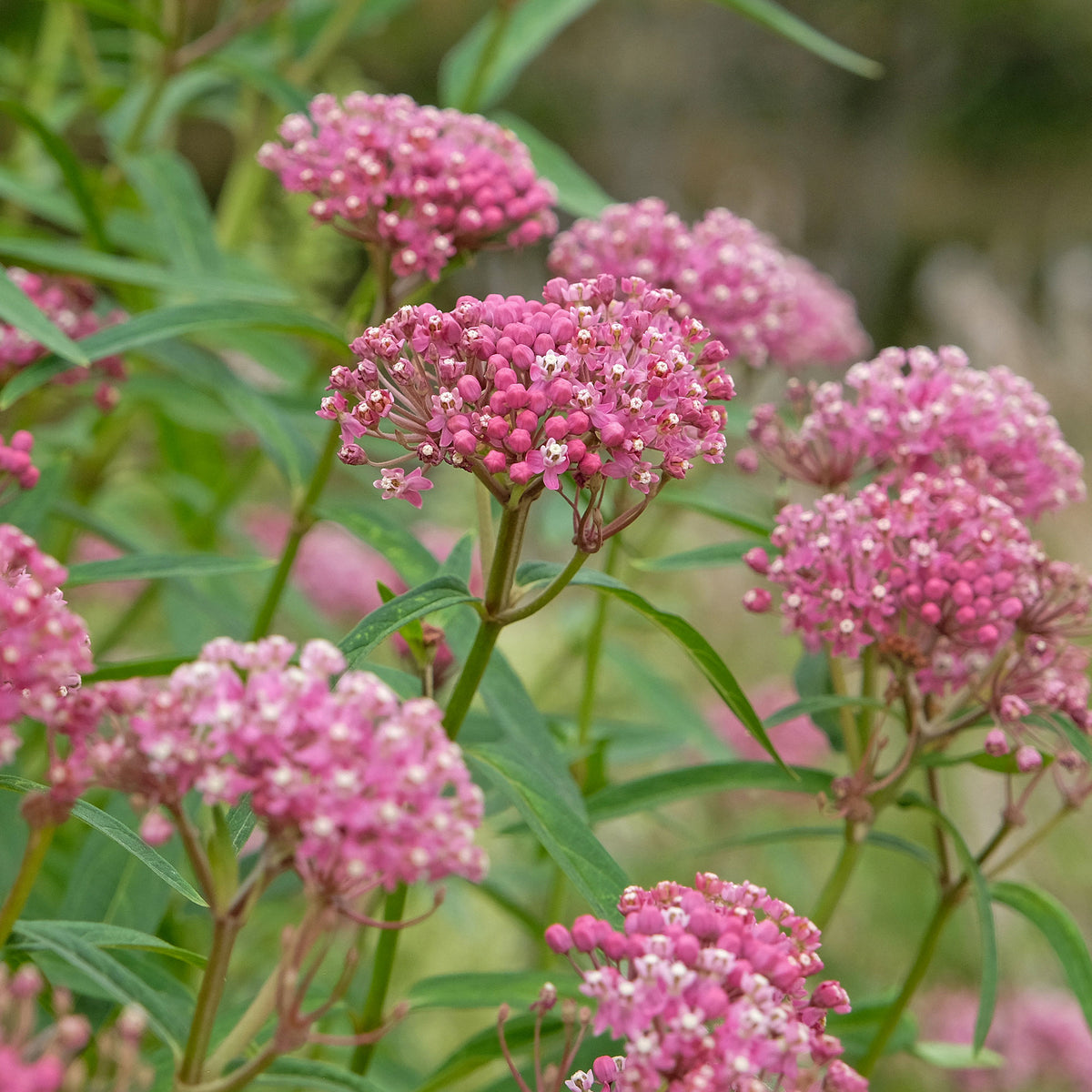 Asclepias incarnata - 3 Asclépiades incarnata - Plantes vivaces