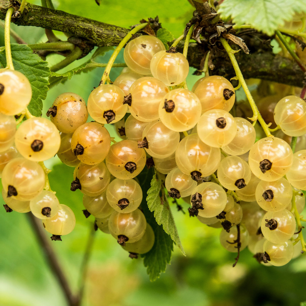Groseiller Witte Hollander - Ribes rubrum Witte Hollander - Bakker