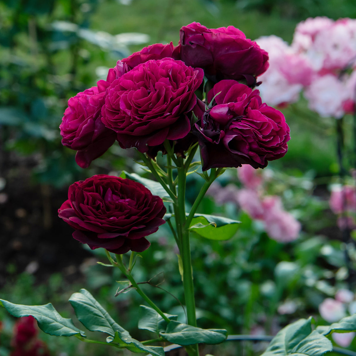 Rosa astrid gräfin von hardenberg ® - Rosier Astrid Gräfin von Hardenberg ® - Rosiers parfumés