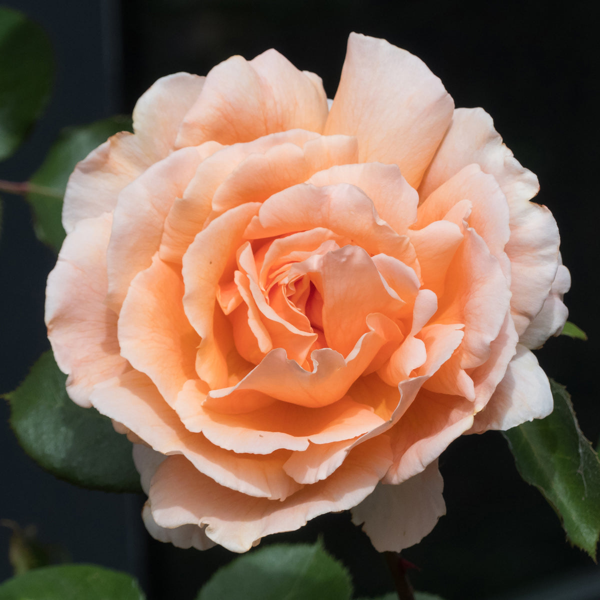Rosa just joey ® - Rosier Just Joey ® - Rosiers parfumés