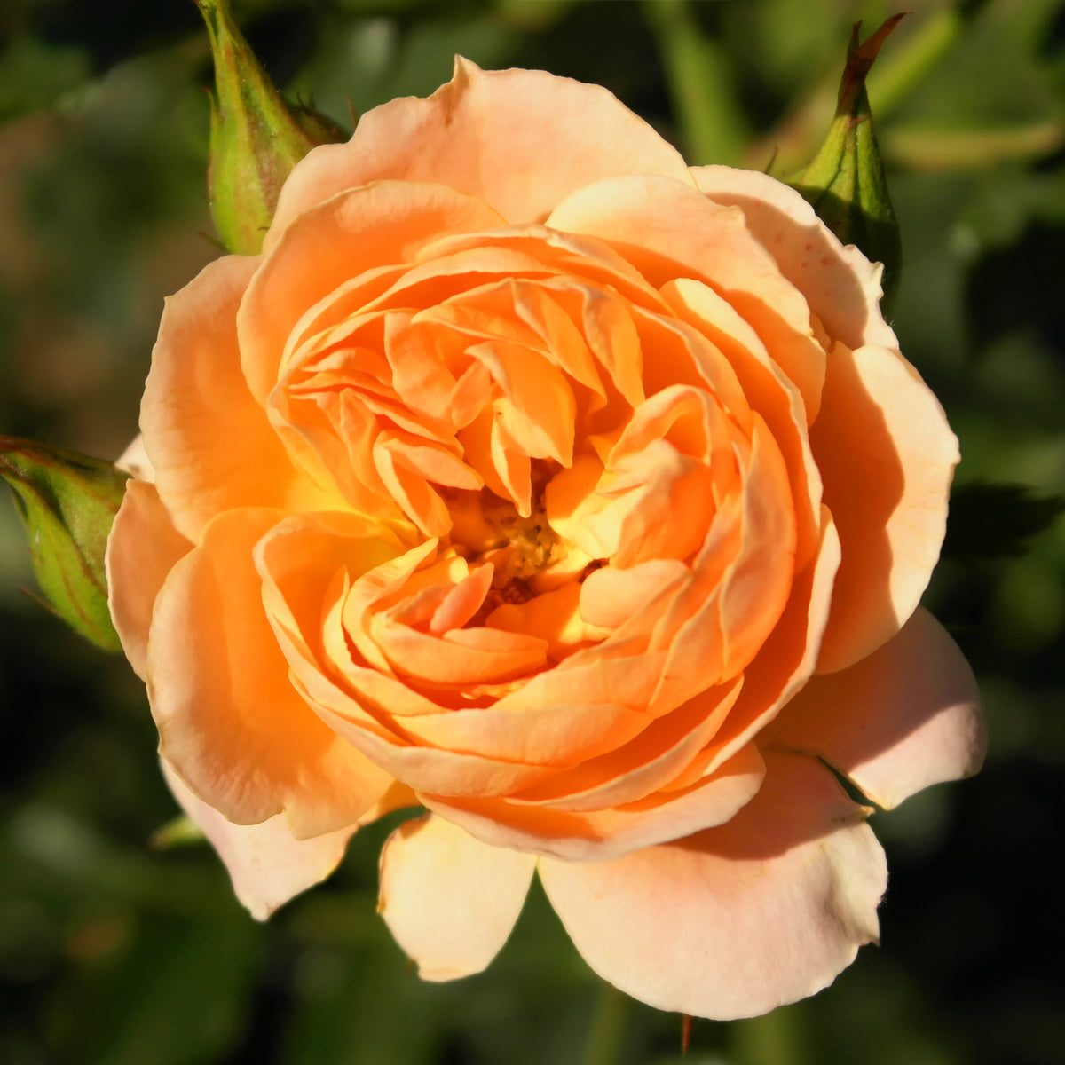 Rosiers - Rosier Sweet Dream ® - Rosa sweet dream ®